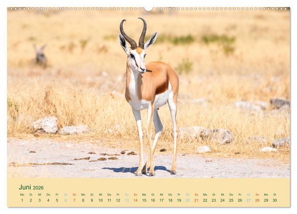 Produktbild: Antilopen, sch&ouml;n und schnell (hochwertiger Premium Wandkalender 2026 DIN A2 quer), Kunstdruck in Hochglanz