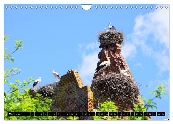 Produktbild: Im Paradies der St&ouml;rche - Dorfkirchen als Storchkirchen in Ostpreu&szlig;en (Wandkalender 2026 DIN A4 quer), CALVENDO Monatskalender