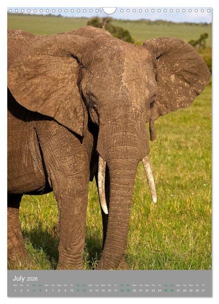 Produktbild: Wildlife of the Masai Mara (Wall Calendar 2026 DIN A3 portrait), CALVENDO 12 Month Wall Calendar