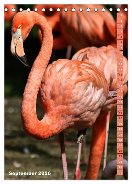 Produktbild: Rosarote Flamingo (Tischkalender 2026 DIN A5 hoch), CALVENDO Monatskalender