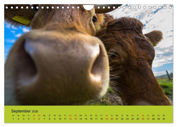 Produktbild: Kuhckst du? (Wandkalender 2026 DIN A4 quer), CALVENDO Monatskalender