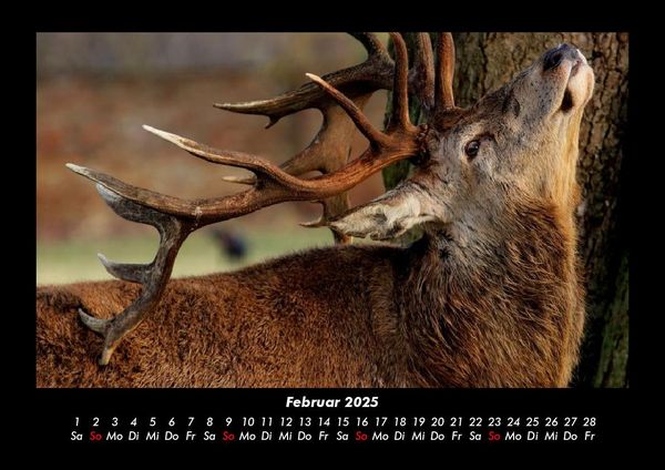 Produktbild: Tiere in der Wildnis 2025 Fotokalender DIN A3