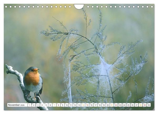 Produktbild: Das Rotkehlchen, ein Kleiner ganz Gro&szlig; (Wandkalender 2026 DIN A4 quer), CALVENDO Monatskalender