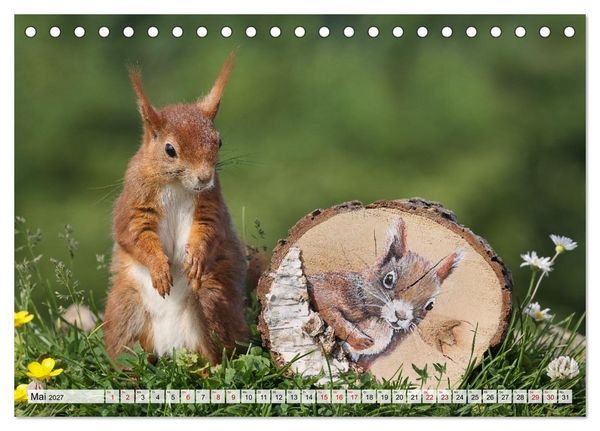 Produktbild: Eichh&ouml;rnchen - Kleine Fotomodelle mit gro&szlig;em Charme (Tischkalender 2027 DIN A5 quer), CALVENDO Monatskalender