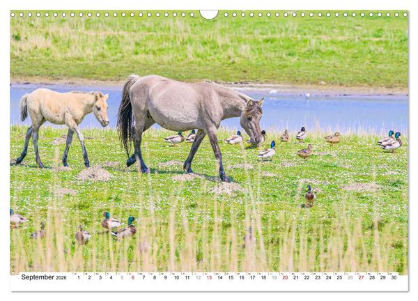 Produktbild: Ein Herz f&uuml;r Wildpferde (Wandkalender 2026 DIN A3 quer), CALVENDO Monatskalender