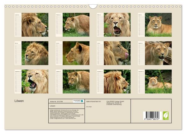 Produktbild: L&ouml;wen (Wandkalender 2026 DIN A3 quer), CALVENDO Monatskalender
