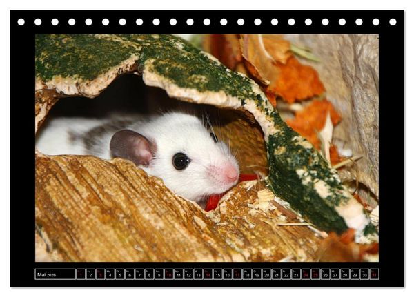 Produktbild: Wildtiere (Tischkalender 2026 DIN A5 quer), CALVENDO Monatskalender