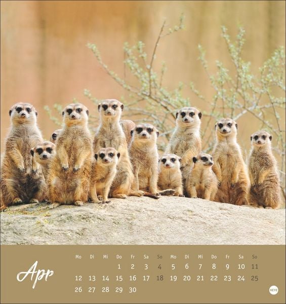 Produktbild: Erdm&auml;nnchen Postkartenkalender 2027