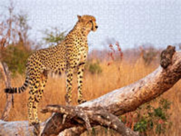 CALVENDO Puzzle Wilder Gepard auf Baum 1000 Teile Lege-Größe 640 x 480 cm Foto-Puzzle Bild von Markus A. Bissig