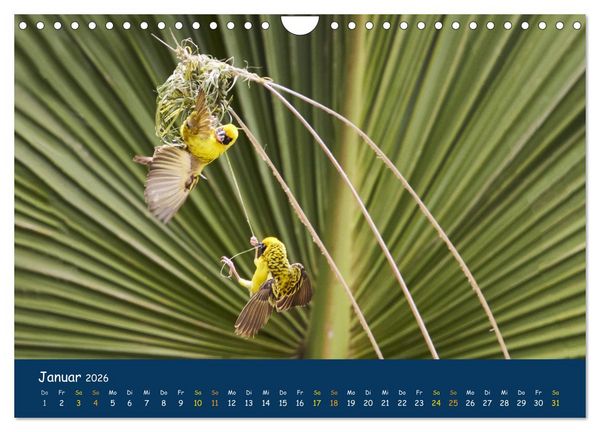 Produktbild: Faszinierende Tierwelt von Mauritius - Magische Momente der Natur (Wandkalender 2026 DIN A4 quer), CALVENDO Monatskalender
