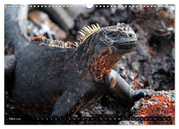 Produktbild: Galapagos Archipel- Faszination Tierwelt (Wandkalender 2026 DIN A3 quer), CALVENDO Monatskalender