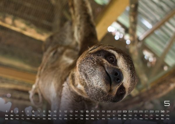 Produktbild: Faultiere &ndash; Chill mal! - 2027 - Kalender DIN A2