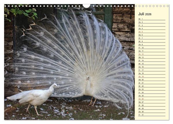 Produktbild: Pfaue. Pr&auml;chtig und schillernd (Wandkalender 2026 DIN A3 quer), CALVENDO Monatskalender