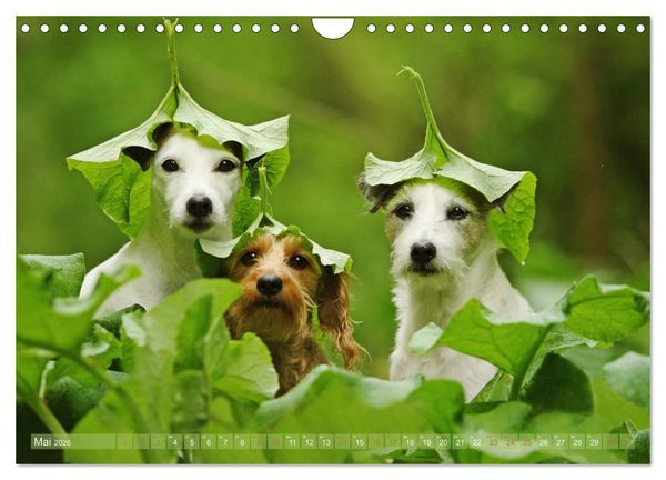 Produktbild: Die Parson-Russell-Terrier ...mit neuen Abenteuern aus der Hundeknipserei (Wandkalender 2026 DIN A4 quer), CALVENDO Monatskalender