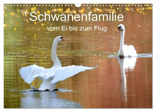Produktbild: Schwanenfamilie, vom Ei bis zum Fliegen. (Wandkalender 2026 DIN A3 quer), CALVENDO Monatskalender