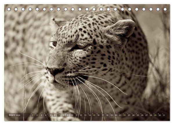 Produktbild: Botswana &ndash; Impressionen aus Afrika (Tischkalender 2026 DIN A5 quer), CALVENDO Monatskalender