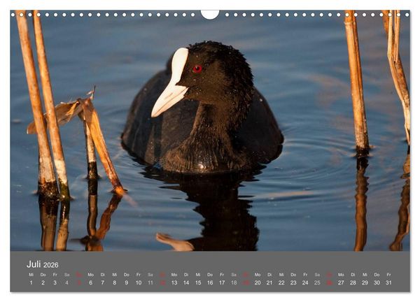Produktbild: Der Federsee - Vogelparadies in Oberschwaben (Wandkalender 2026 DIN A3 quer), CALVENDO Monatskalender