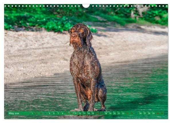 Produktbild: Pointer Power (Wall Calendar 2026 DIN A3 landscape), CALVENDO 12 Month Wall Calendar