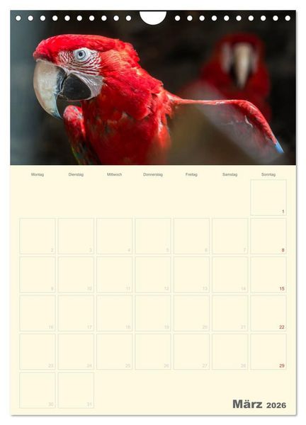 Produktbild: Kunterbunter Papageien-Planer (Wandkalender 2026 DIN A4 hoch), CALVENDO Monatskalender