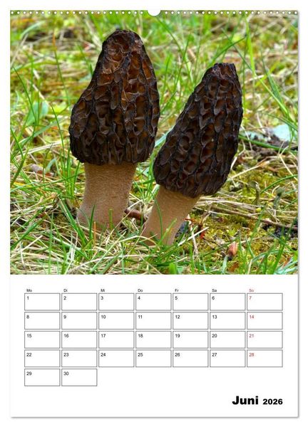 Produktbild: Heimische Waldpilze (Wandkalender 2026 DIN A2 hoch), CALVENDO Monatskalender