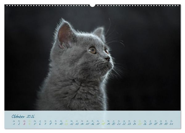 Produktbild: Ein kleiner Kater entdeckt die Welt! (Wandkalender 2026 DIN A2 quer), CALVENDO Monatskalender