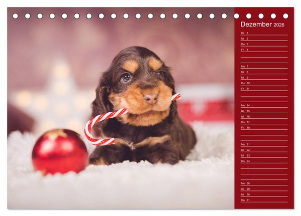 Produktbild: Englische Cocker Spaniel Welpen (Tischkalender 2026 DIN A5 quer), CALVENDO Monatskalender