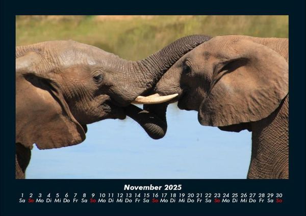 Produktbild: Der Elefantenkalender 2025 Fotokalender DIN A4