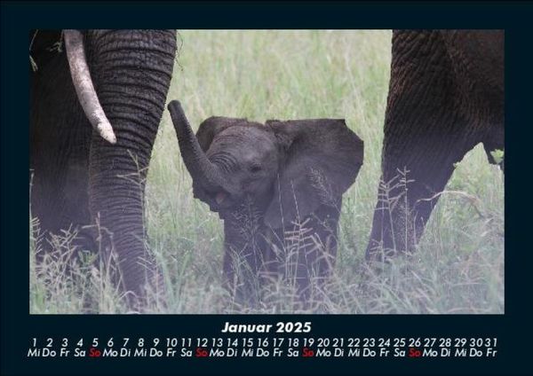 Produktbild: Elefanten 2025 Fotokalender DIN A5
