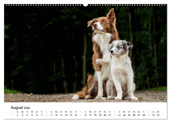 Produktbild: Border Collies 2026 (hochwertiger Premium Wandkalender 2026 DIN A2 quer), Kunstdruck in Hochglanz