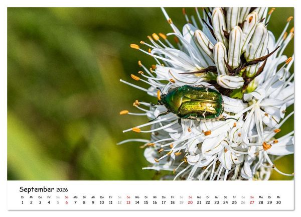 Produktbild: Wildpferde am Kruzi Plateau (Wandkalender 2026 DIN A4 quer), CALVENDO Monatskalender