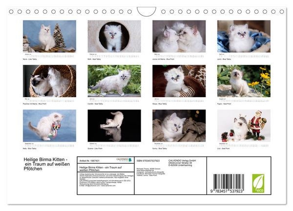 Produktbild: Heilige Birma Kitten - ein Traum auf wei&szlig;en Pf&ouml;tchen (Wandkalender 2026 DIN A4 quer), CALVENDO Monatskalender