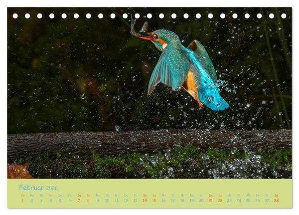 Produktbild: Eisv&ouml;gel, faszinierende kleine Flieger. (Tischkalender 2026 DIN A5 quer), CALVENDO Monatskalender
