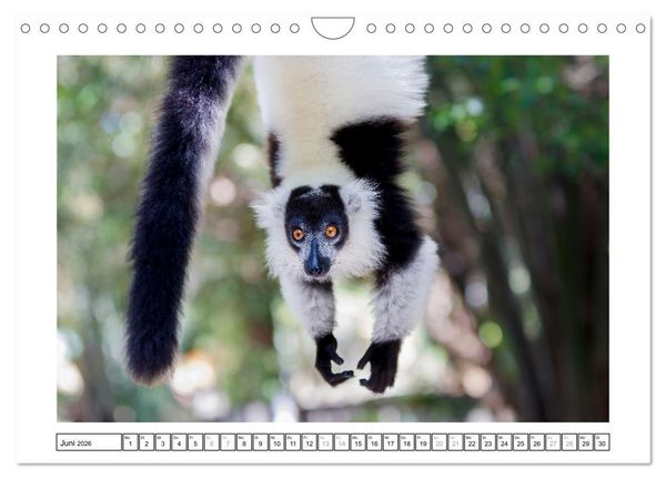 Produktbild: Tierisch tolles Madagaskar - Cham&auml;leons, Lemuren und mehr (Wandkalender 2026 DIN A4 quer), CALVENDO Monatskalender