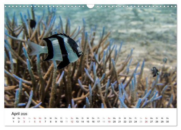 Produktbild: Unterwasserwelt der Malediven I (Wandkalender 2026 DIN A3 quer), CALVENDO Monatskalender