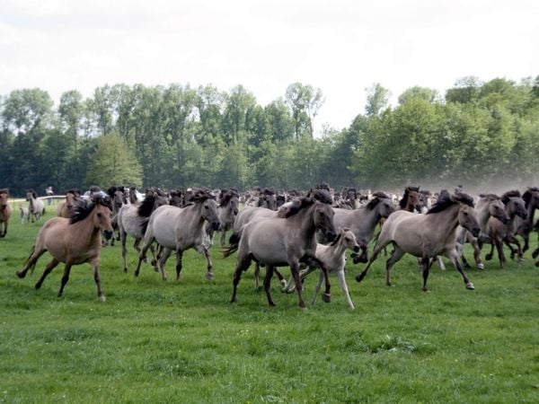 Produktbild: CALVENDO Puzzle D&uuml;lmener Wildpferde | 1000 Teile Lege-Gr&ouml;&szlig;e 64x48cm Foto-Puzzle f&uuml;r gl&uuml;ckliche Stunden