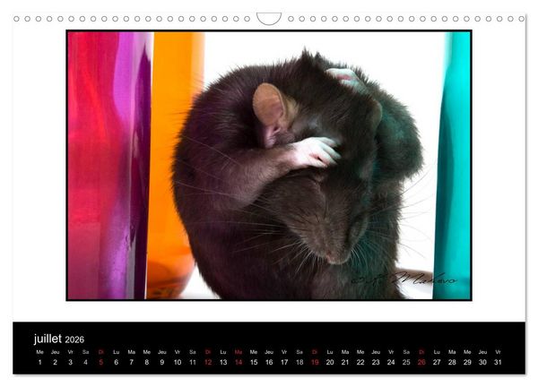Produktbild: Ratte Ouille (Calendrier mural 2026 DIN A3 vertical), CALVENDO calendrier mensuel
