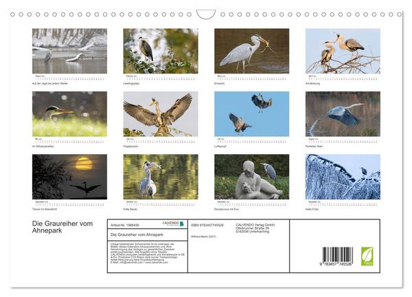 Produktbild: Die Graureiher vom Ahnepark (Wandkalender 2026 DIN A3 quer), CALVENDO Monatskalender