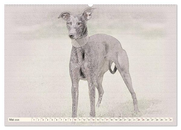 Produktbild: Whippet 2026 (Wandkalender 2026 DIN A2 quer), CALVENDO Monatskalender