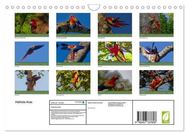 Produktbild: Hellrote Aras (Wandkalender 2026 DIN A4 quer), CALVENDO Monatskalender