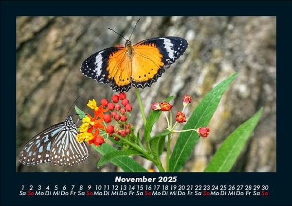 Produktbild: Pflanzen und Bl&uuml;ten 2025 Fotokalender DIN A5