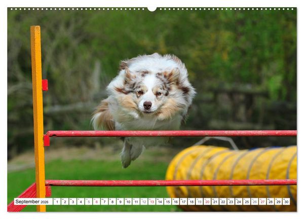 Produktbild: Traumhund Border Collie (hochwertiger Premium Wandkalender 2026 DIN A2 quer), Kunstdruck in Hochglanz