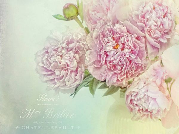 Produktbild: CALVENDO Puzzle Pfingstrosen | 1000 Teile Lege-Gr&ouml;&szlig;e 64x48cm Foto-Puzzle f&uuml;r gl&uuml;ckliche Stunden