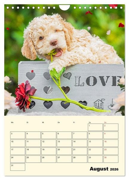 Produktbild: Jahresplaner Lagotto Romagnolo Welpen (Wandkalender 2026 DIN A4 hoch), CALVENDO Monatskalender