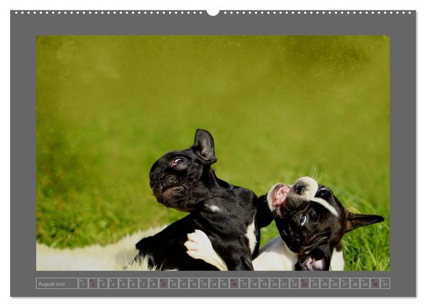 Produktbild: Franz&ouml;sische Bulldoggen (hochwertiger Premium Wandkalender 2026 DIN A2 quer), Kunstdruck in Hochglanz