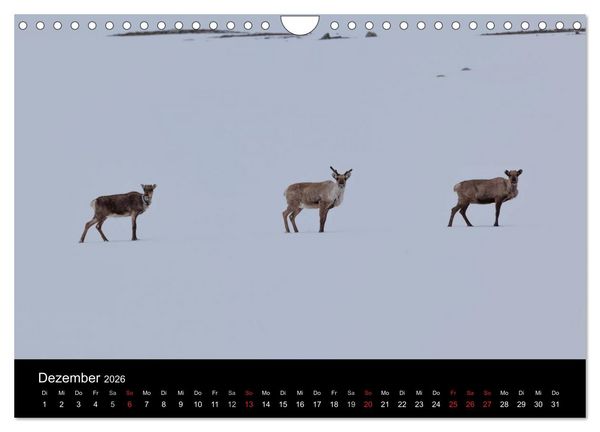 Produktbild: Tierkalender 2026 (Wandkalender 2026 DIN A4 quer), CALVENDO Monatskalender