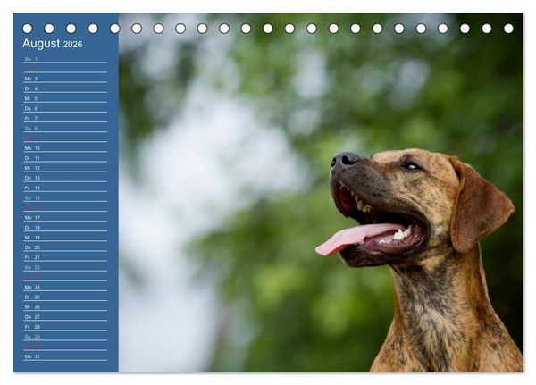 Produktbild: Eine bunte Mischung - wundersch&ouml;ne Mischlingshunde / Geburtstagskalender (Tischkalender 2026 DIN A5 quer), CALVENDO Monatskalender