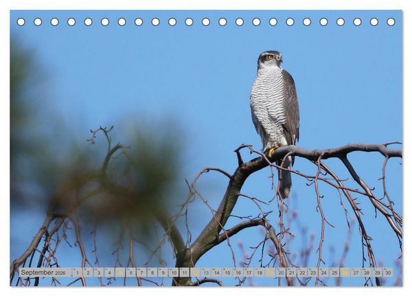 Produktbild: Habicht - aus dem Leben eines imposanten Greifvogels (Tischkalender 2026 DIN A5 quer), CALVENDO Monatskalender