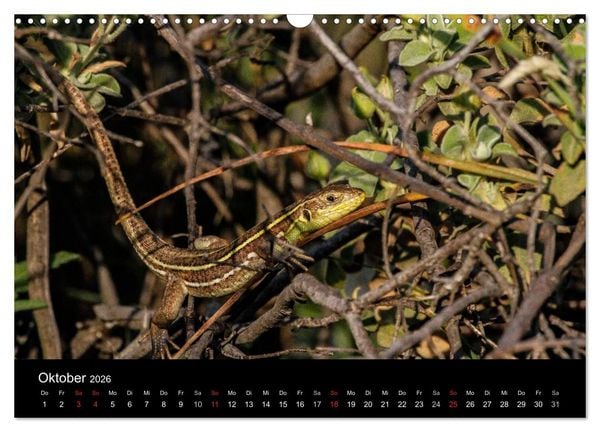 Produktbild: Reptilienkalender 2026 (Wandkalender 2026 DIN A3 quer), CALVENDO Monatskalender