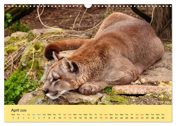 Produktbild: Just Big Cats (Wall Calendar 2026 DIN A3 landscape), CALVENDO 12 Month Wall Calendar