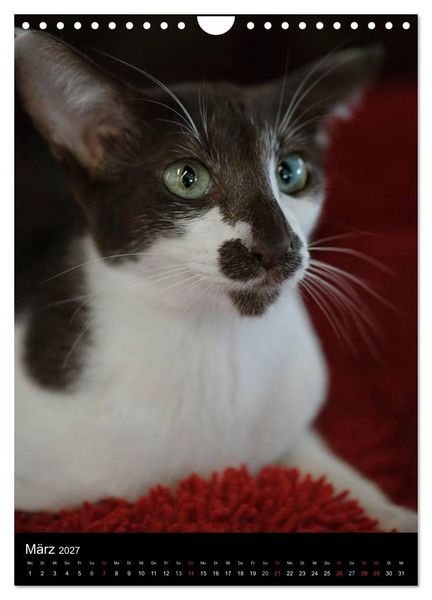 Produktbild: Orientalische Katzen 2027 (Wandkalender 2027 DIN A4 hoch), CALVENDO Monatskalender